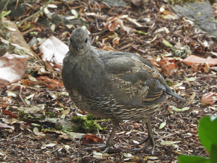 sooty grouse hen graphic